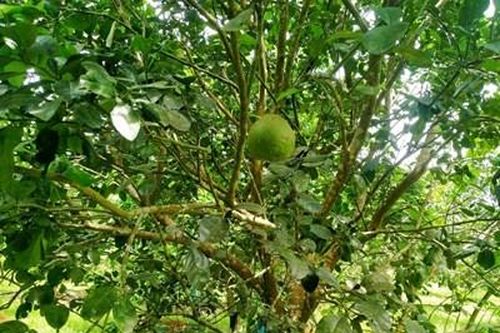 Thời tiết cực đoan, thanh trà nhiều nơi gần như mất trắng