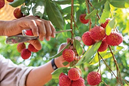 Bắc Giang: Đã tiêu thụ được hơn 20.000 tấn vải thiều