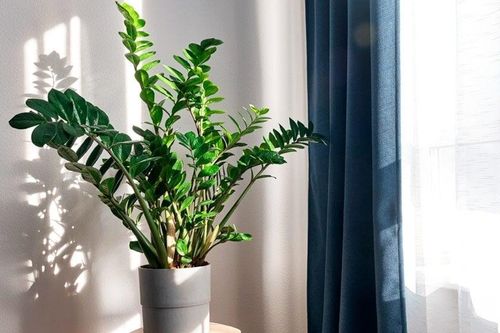 Điều cấm kỵ khi trồng cây kim tiền
