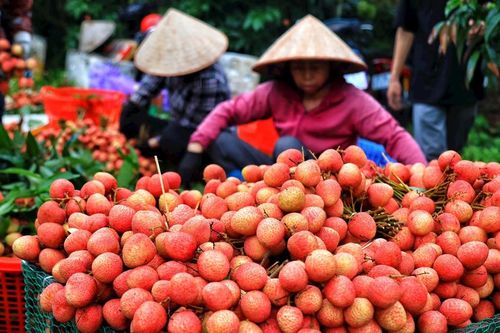 Khẳng định thương hiệu nông sản Việt xuất khẩu
