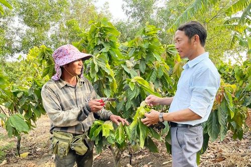 Ở một nơi của Gia Lai, dân đang trồng loại cây mới lạ