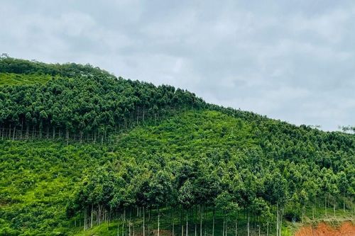 Chưa có kế hoạch chi gần 50 tỷ đồng tiền trồng rừng thay thế ở Lào Cai