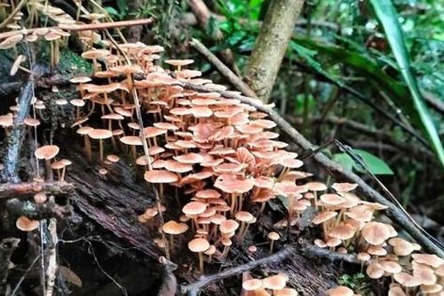 Những vạt nấm đẹp mê hồn nhưng cẩn thận kẻo cực độc