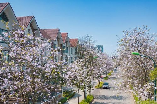 Những mùa hoa đẹp nao lòng ở Ciputra Hanoi