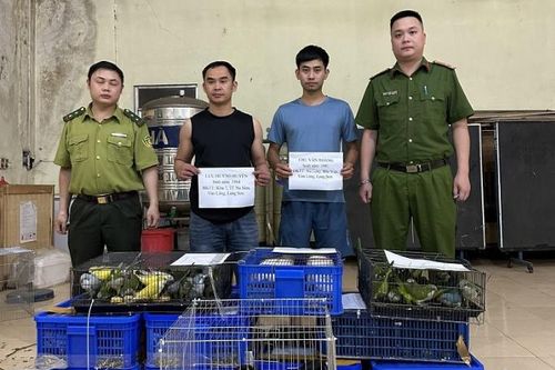Phê chuẩn khởi tố 3 đối tượng vi phạm quy định về bảo vệ động vật nguy cấp, quý hiếm