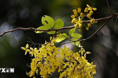 Thành phố Hòa Bình: Muồng hoàng yến 'nhuộm vàng' đường phố