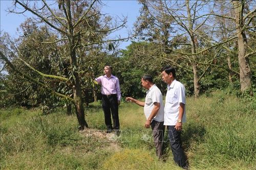 Nông dân vùng chuyên canh sầu riêng cần kiểm tra độ mặn trước khi tưới tiêu