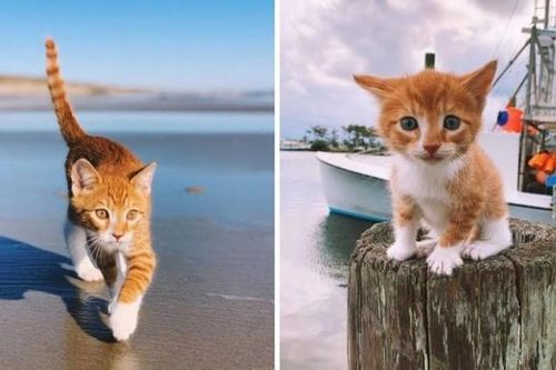 Clip: Marlin - con vật có hình hài của loài mèo nhưng lại mang tâm hồn của một chú chó, có khả năng bơi lội cực đỉnh