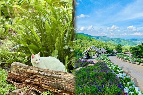 Có một Đà Lạt rất chill để chữa lành nhưng cũng rất ưa mạo hiểm