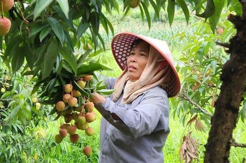 Vụ vải thiều mất mùa chưa từng thấy nhiều năm qua