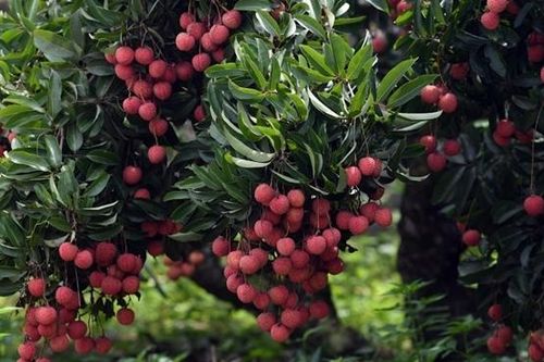 Để nông sản mùa vụ không còn 'được mùa mất giá'