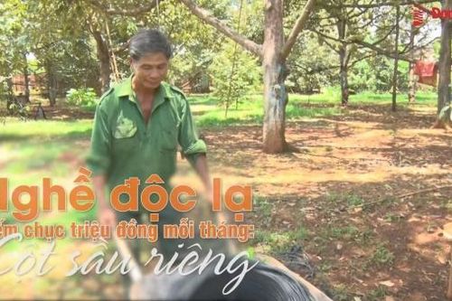 Nghề độc lạ kiếm chục triệu đồng mỗi tháng: Cột sầu riêng