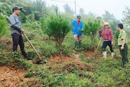 Lào Cai: 121 dự án chuyển mục đích sử dụng rừng sang mục đích khác