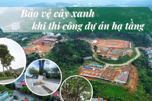 Bảo vệ cây xanh khi thi công dự án hạ tầng