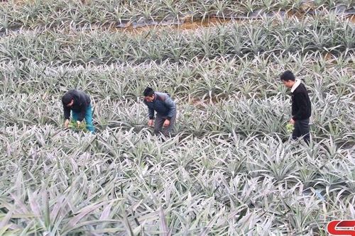 Hiệu quả các chính sách phát triển KT-XH ở Quỳnh Nhai