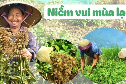 Niềm vui mùa lạc