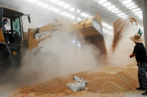 Trung Quốc: Luật An ninh lương thực chính thức có hiệu lực