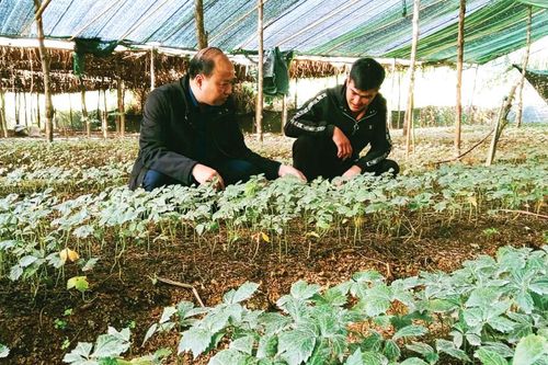 Phát triển tiềm năng dược liệu vùng Phja Oắc - Phja Đén