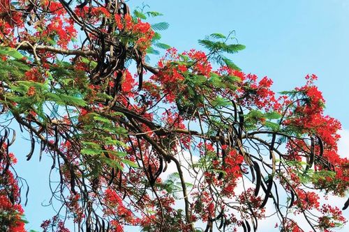 Ký ức về những kỳ nghỉ hè