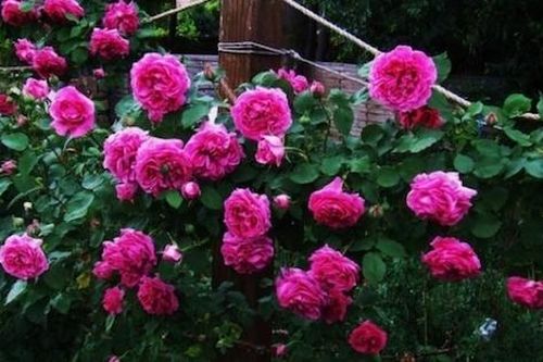 Hoa hồng đẹp tưởng cắm để đâu trong nhà cũng được, nhưng hóa ra theo phong thủy chọn hoa hồng như sau mới tốt