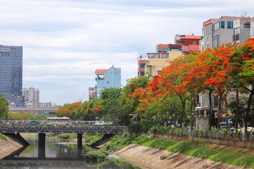 Hoa phượng thơ mộng nở rộ bên sông Tô Lịch