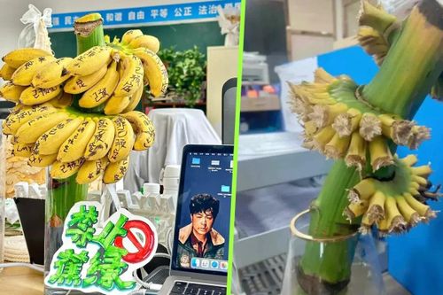 Nhân viên văn phòng trồng buồng chuối để 'chữa lành'