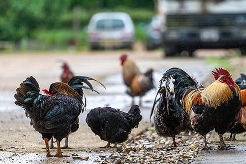 Bên trong ngôi làng 'náo loạn' vì 100 con gà hoang
