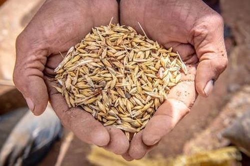 Nhiều nhà nhập khẩu lúa mì toàn cầu gặp khó khăn do giá tăng mạnh