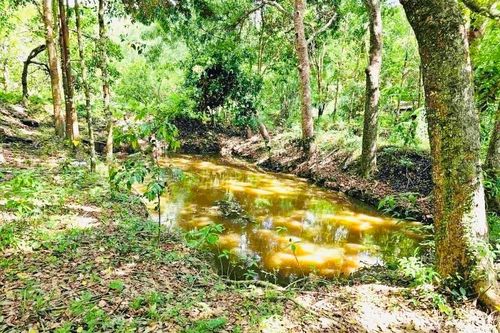 Phát hiện nam thanh niên tử vong dưới vườn cao su