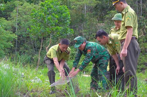Thả trăn gấm quý hiếm về tự nhiên