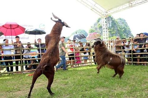 Tận thấy 'cuộc chiến sinh tử' tại đấu trường dê ở Ninh Bình