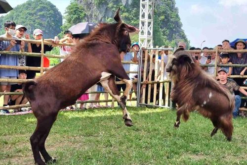 Cuộc thi có 1-0-2 ở Ninh Bình, 16 'đấu sĩ' tranh tài nảy lửa, đốn tim du khách