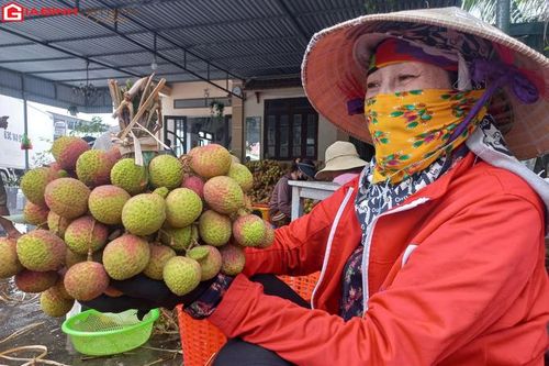 1.600 tấn vải chín sớm mang về cho các hộ gia đình Phương Nam 61 tỷ đồng