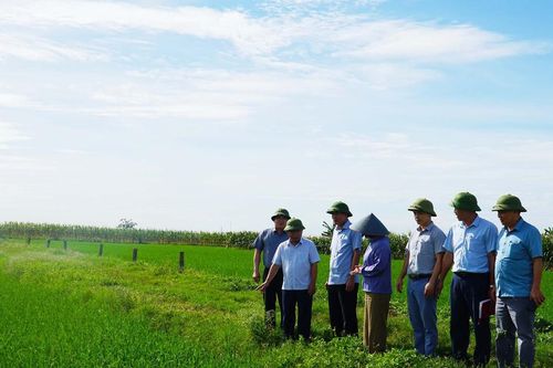 Lãnh đạo tỉnh Nghệ An chỉ đạo khắc phục lúa hè thu thiệt hại do mưa lớn