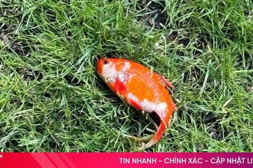 Bức ảnh hơn 18 triệu lượt xem