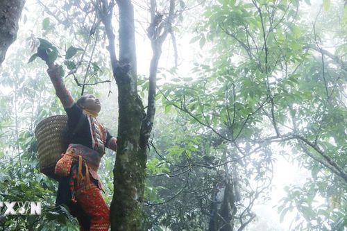 Lai Châu: Đưa chè Shan tuyết cổ thụ thành sản phẩm kinh tế chủ lực