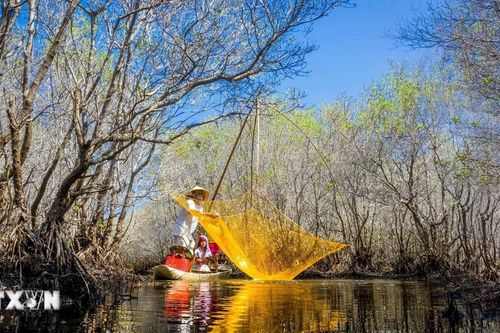 Nỗ lực phục hồi 'vành đai xanh' rừng ngập mặn ứng phó với Biến đổi Khí hậu