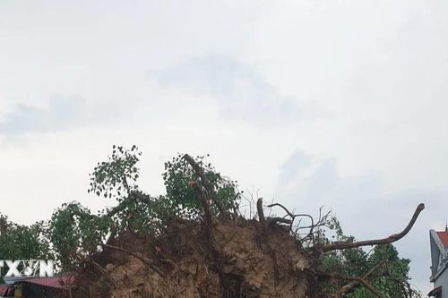 Hải Dương: Kịp thời trồng lại cây di sản 300 tuổi bị đổ do dông lốc