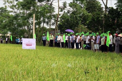 Phát triển nhanh giống mới cho chuyển đổi cơ cấu cây trồng