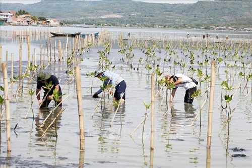 Dựng lại 'vành đai xanh' ở Nam Trung Bộ - Bài 2: Hồi sinh rừng ngập mặn