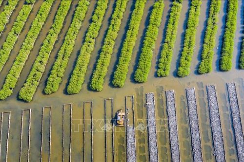 Dựng lại 'vành đai xanh' ở Nam Trung Bộ - Bài cuối: Giải pháp phát triển bền vững