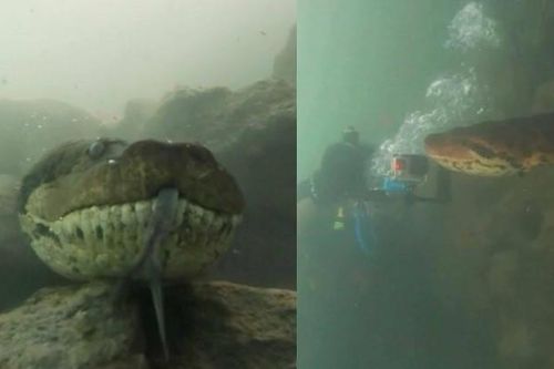 Cảm giác đang bơi, lặn mà gặp phải một con trăn Anaconda dài hơn 7 m thì sẽ ra sao?