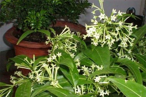 Đừng giữ ba loại hoa và cây này ở nhà, chẳng trách sức khỏe của bạn ngày càng sa sút!