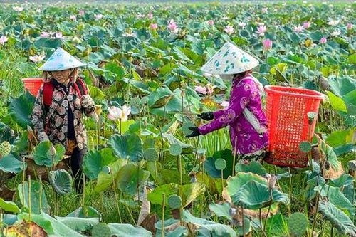 Mùa thu hoạch gương sen ở Đồng Tháp