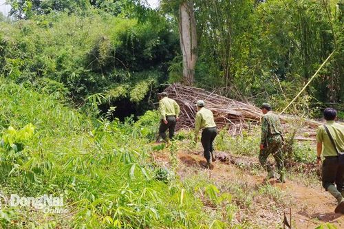 Chấp thuận gia hạn việc tổ chức lại Hạt kiểm lâm Khu Bảo tồn thiên nhiên - văn hóa Đồng Nai đến ngày 1-1-2025