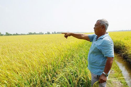 Tháp Mười thực hiện nhiều giải pháp nâng cao hiệu quả ngành lúa gạo
