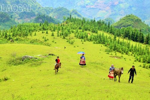Bình yên thảo nguyên Cốc Sâm