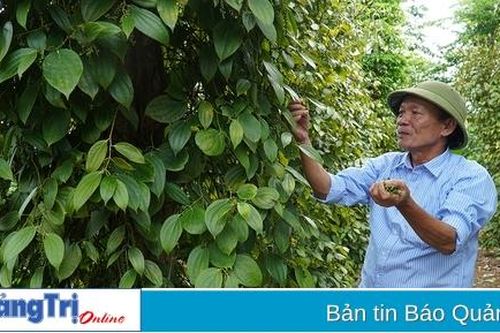 Cam Lộ: Nông dân phấn khởi khi giá hồ tiêu vượt mức 150.000 đồng/kg