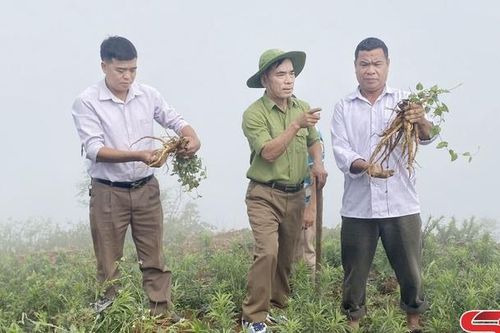Cây sâm nam ở Mường Giôn