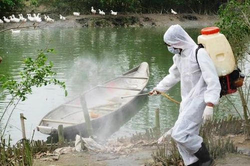 Ứng phó dịch bệnh gia súc, gia cầm lây sang người